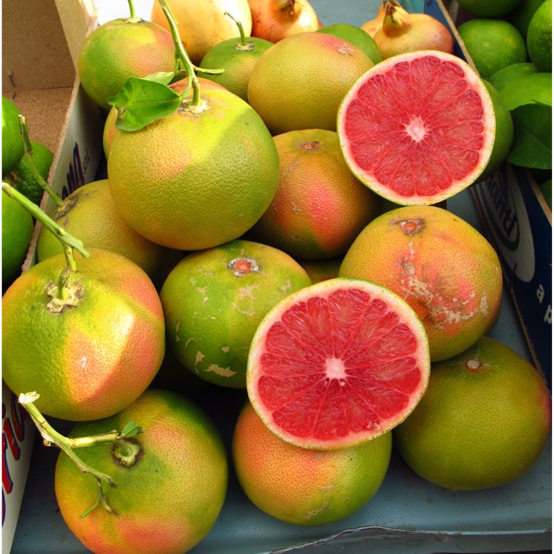 Grapefruit