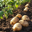 Potatoes
