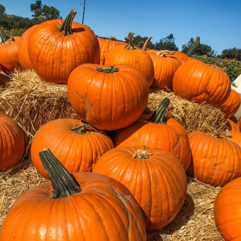 Pumpkin