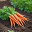 Carrot