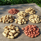 Peanuts