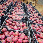 Onions